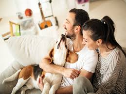 Dos and don’ts for pet owners looking for rental accommodation