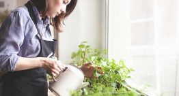 Tips to grow your own indoor vegetable garden