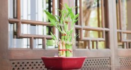 Vastu tips for keeping bamboo plant at home