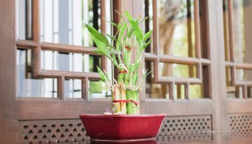 Vastu tips for keeping bamboo plant at home