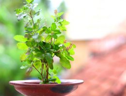 Vastu Shastra tips for placing tulsi plant at home